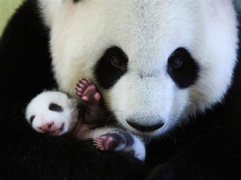 große pandas im wwf artenlexikon zahlen and fakten wwf