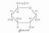 Glucose Structure Composition Chemical Bakerpedia Ingredients Baking sketch template