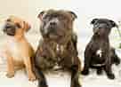 Image result for Staffordshire Bull Terrier. Size: 136 x 98. Source: wallsdesk.com
