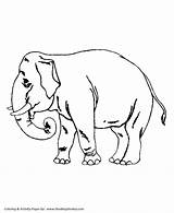 Elephant Coloring Pages Wild Animal Animals Trained Work Kids Honkingdonkey Amazing Print sketch template