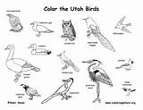 Birds Utah Coloring State Nevada Mammals Reptiles Duck Amphibians Exploringnature sketch template