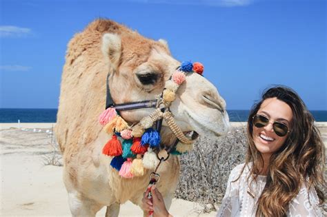 disfrute de  safari  camello en los cabos inmexico