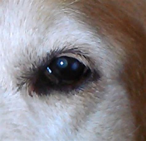 cholesterol deposits   dogs eye pethelpful