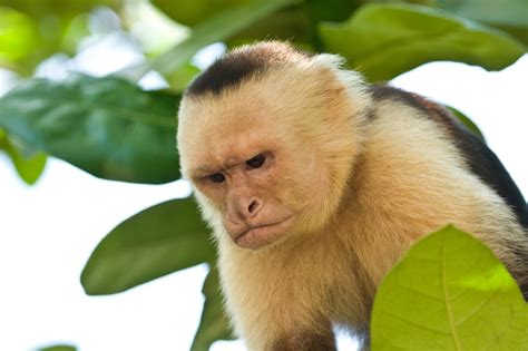 angry capuchin monkey don brobst