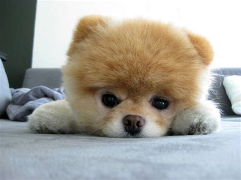 daily dose  cute fluffy puppy