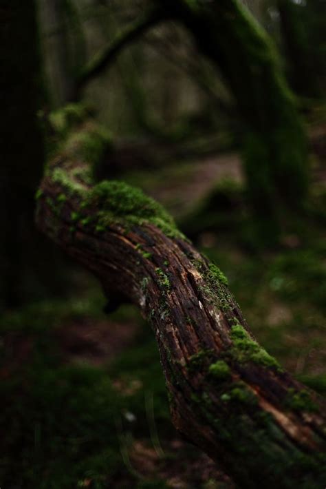 17 best images about woods and forests ༺♥༻ on pinterest trees the forest and mists