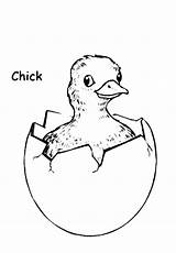 Coloring Chick Hatching sketch template
