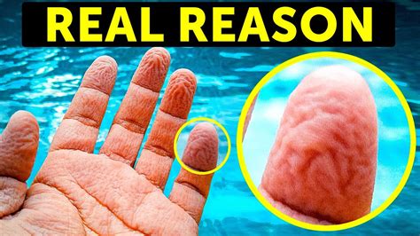 why your fingers get wrinkly in water and 23 facts about your body