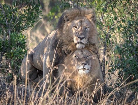 kenyan official says male lions who had sex must have