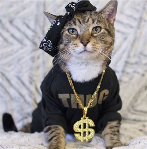 thug life cute cats and kittens cats kittens cutest