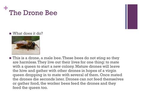 drone bee powerpoint    id