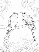 Coloring Loca Cuckoo Template sketch template