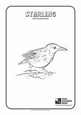 Starling Coloring Pages Cool Print Birds 09kb 1654 sketch template