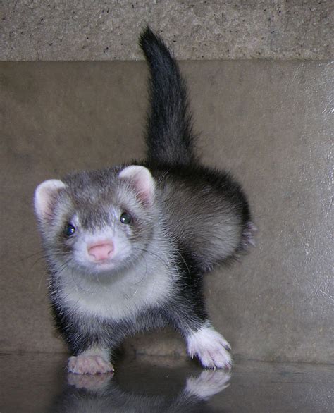 animals pictures ferret