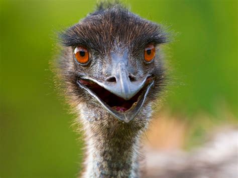 emus nature and wildlife victoria australia