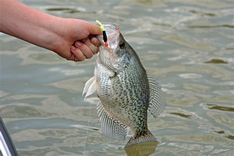 secrets  january crappie fishing great days outdoors