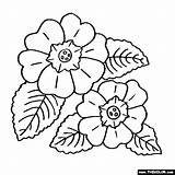 Coloring Primrose Flower Pages Primula Flowers Color Line Book Designlooter Drawings Thecolor Visit Floral 76kb 560px Choose Board sketch template