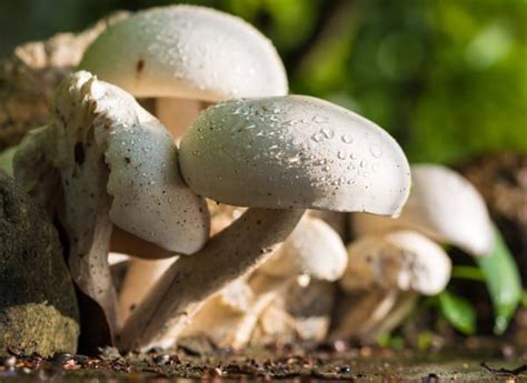 growing mushrooms  beginners guide asia farming