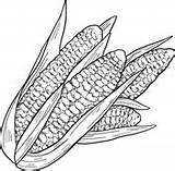 Corn Cobs Pages Maize Supercoloring sketch template