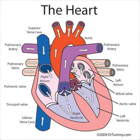 human heart diagram labeled