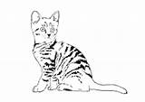 Katzen Malvorlagen Katze Malvorlage Tiere Kätzchen Kater sketch template
