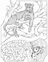Coloring Pages Geographic National Library Clipart Leopard Kids sketch template