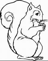 Squirrel Coloring Colour Pages Kids Popular Red sketch template