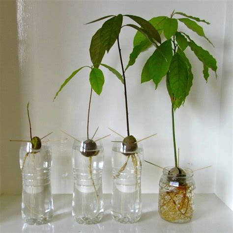 How To Grow An Avocado From A Seed Diy Ready