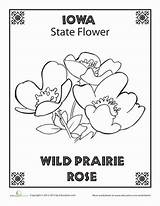 Iowa Flower Wild Coloring State Education Prairie Rose Check Favorite Printable Pages sketch template