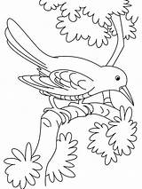 Cuckoo Pajaros Bird Cuckoos Kidsuki sketch template