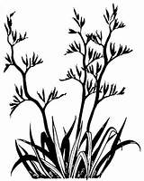 Flax Bush Drawing Nz Clipart Plant Cabbage Native Bushes Tree Outline Drawings Line Stencil Zealand Silhouette Kowhai Plants Grass Maori sketch template