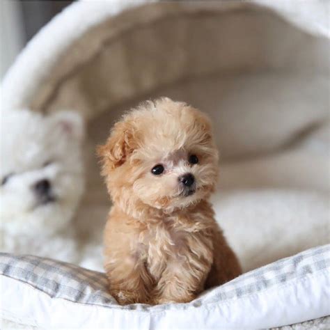 teddy bear dog breeds shichon morkie cockapoo bear dog breed miniature dog breeds