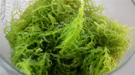 manfaat rumput laut   menggunakannya info kesehatan