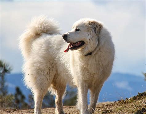 great pyrenees dog breed information pictures