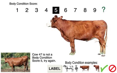 Body Condition Score Beef Cows App Ranking And Store Data App Annie