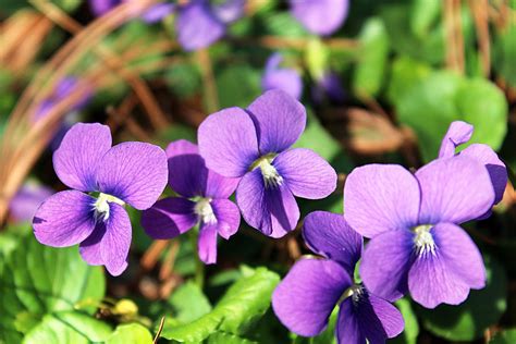 early blue violet native wildflowers  sale native foods nursery