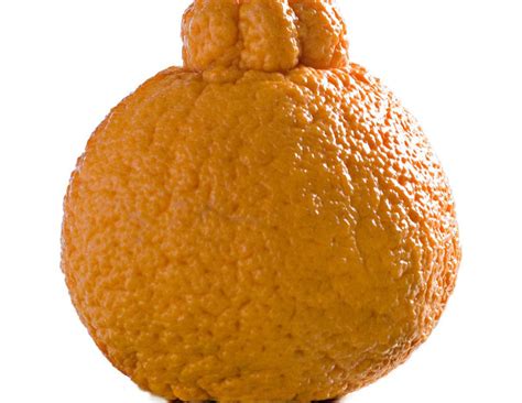 season catch  sweet short season  sumo oranges