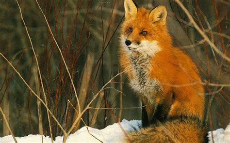 fox backgrounds pixelstalknet