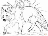 Coyote Coloring Pages Crouching Printable sketch template