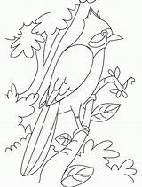 Nightingale Ptaki Dla Kolorowanki Pages Kolorowanka Coloringhome Perched sketch template