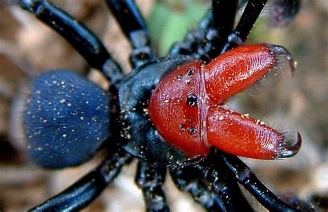 las  aranas venenosas mas peligrosas del mundo animalesmascotas