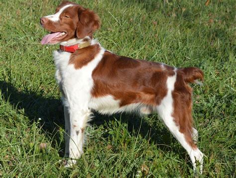 american brittanys breed appearance temperament exercise  grooming