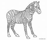 Zebre Desenho Zebras Cool2bkids Ausmalbild Zèbre Transparant sketch template