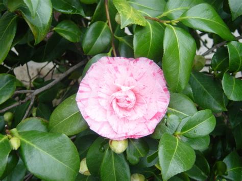 grow camellia  seed gardenologist