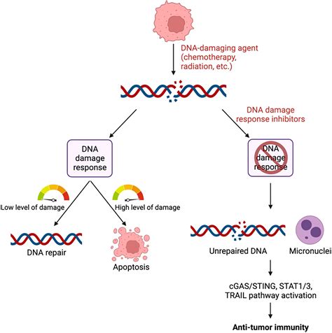 frontiers anti cancer immune responses  dna damage response