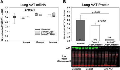 Sex Specific Differences In Emphysema Using A Murine Antisense