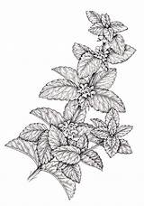 Mentha Spicata Leaves Lizzieharper sketch template