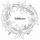 Edelweiss Edelweiß Kranz Leontopodium Alpinum Alp Entwurf Blume Weiß Ringsum Lokalisiert Symbol Vectorified Illustrationen sketch template