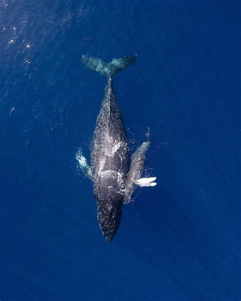 whale snuggles drone  aerial photo drone photography