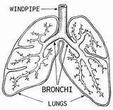 Bronchi Lungs Diagram Branches Function Two Alveoli Bronchioles Body Windpipe System Respiratory Coloring Detailed Main Weebly Air Which Balloons sketch template